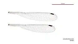 Female wings