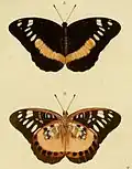 L. aeropa