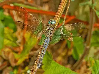 Androchrome female