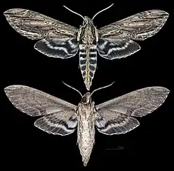 Lintneria