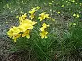 Dolomite flax (Linum dolomiticum)