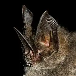 Brown bat