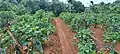 Longshot view of an Edayur Chilli farm
