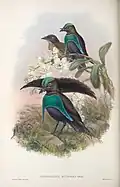 Early illustration of Lophorina superba by John Gould