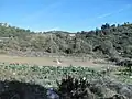 Lopud landscape