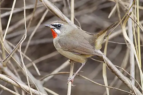 Image 1 Siberian rubythroat Photograph: JJ Harrison The Siberian rubythroat (Luscinia calliope) is a small passerine bird generally considered to be an Old World flycatcher of the family Muscicapidae. This migratory insectivorous species breeds in mixed coniferous forest with undergrowth in Siberia, where it nests near the ground. It winters in Thailand, India and Indonesia. It is an extremely rare vagrant to Western Europe and the Aleutian Islands. More selected pictures