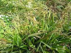 Great wood-rush