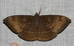 Lygniodes ciliata