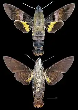 Macroglossum faro