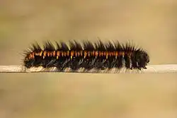 Caterpillar
