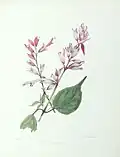 Salvia Splendens