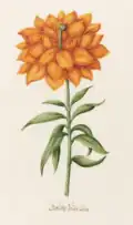 Gefülte Feüer Lilia (Fire Lily), p. 198