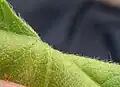 Leaf upperside, hairy example (may lack hairs)