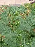 Fruits, on short stalks, not curving downward