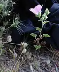 General appearance