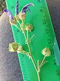 Inflorescence top showing features above