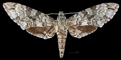 Female dorsal