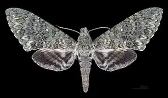 Female Dorsale