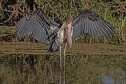 Spreading wings, Ethiopia