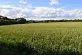 Marks Tey Brickpit