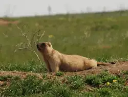 Brown marmot