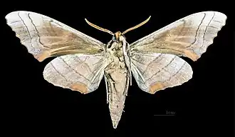 Male, ventral view