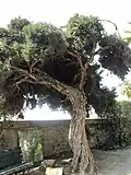 M. alternifolia tree