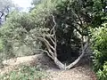 In the Australian National Botanic Gardens