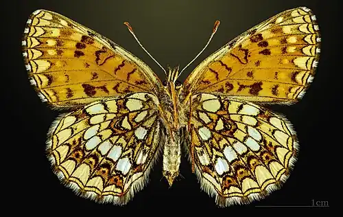 Female underside