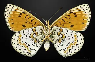 Female underside