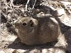 Brown cavy