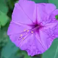 Stamens