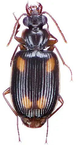 Mochtherus tetraspilotus