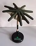 Archegoniophore