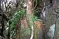 Mount Royal - cloud forest, basalt & ferns