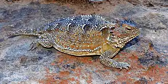 Mountain short-horned lizard (P. hernandesi), Culberson County, Texas, USA (19 May 2018)