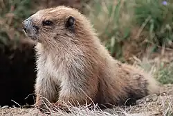 Brown marmot