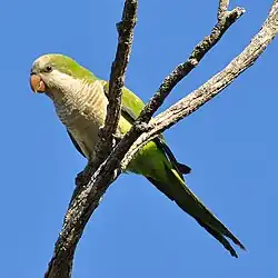 A green parrot with a white head and chest, a light-green belly, blue-tipped wings and a blue-tipped tail