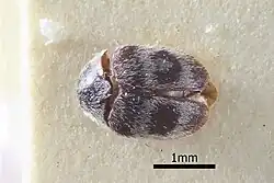 Thaumaglossa pici