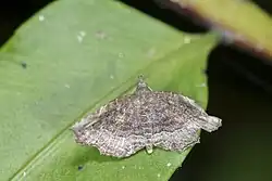Example species