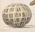 1855 illustration by James Erxleben