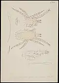 Immature form Nymph II of Dermanyssus gallinae by A.C. Oudemans