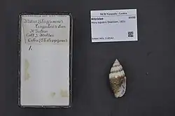 Shell specimen