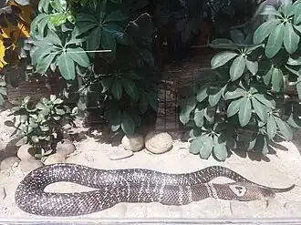 Monocled cobra