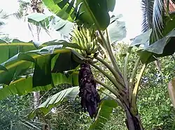 Image 22Tall herbaceous monocotyledonous plants such as banana lack secondary growth, but are trees under the broadest definition. (from Tree)