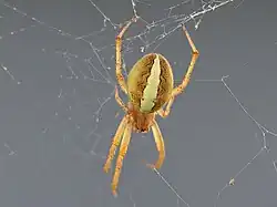 Female dorsal