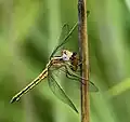 Female