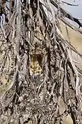 Nest