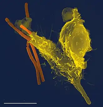 Long rod-shaped bacteria, one of which has been partially engulfed by a larger blob-shaped white blood cell. The shape of the cell is distorted by undigested bacterium inside it.