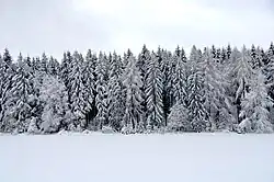 Image 35Conifers in the Swabian alps (from Tree)